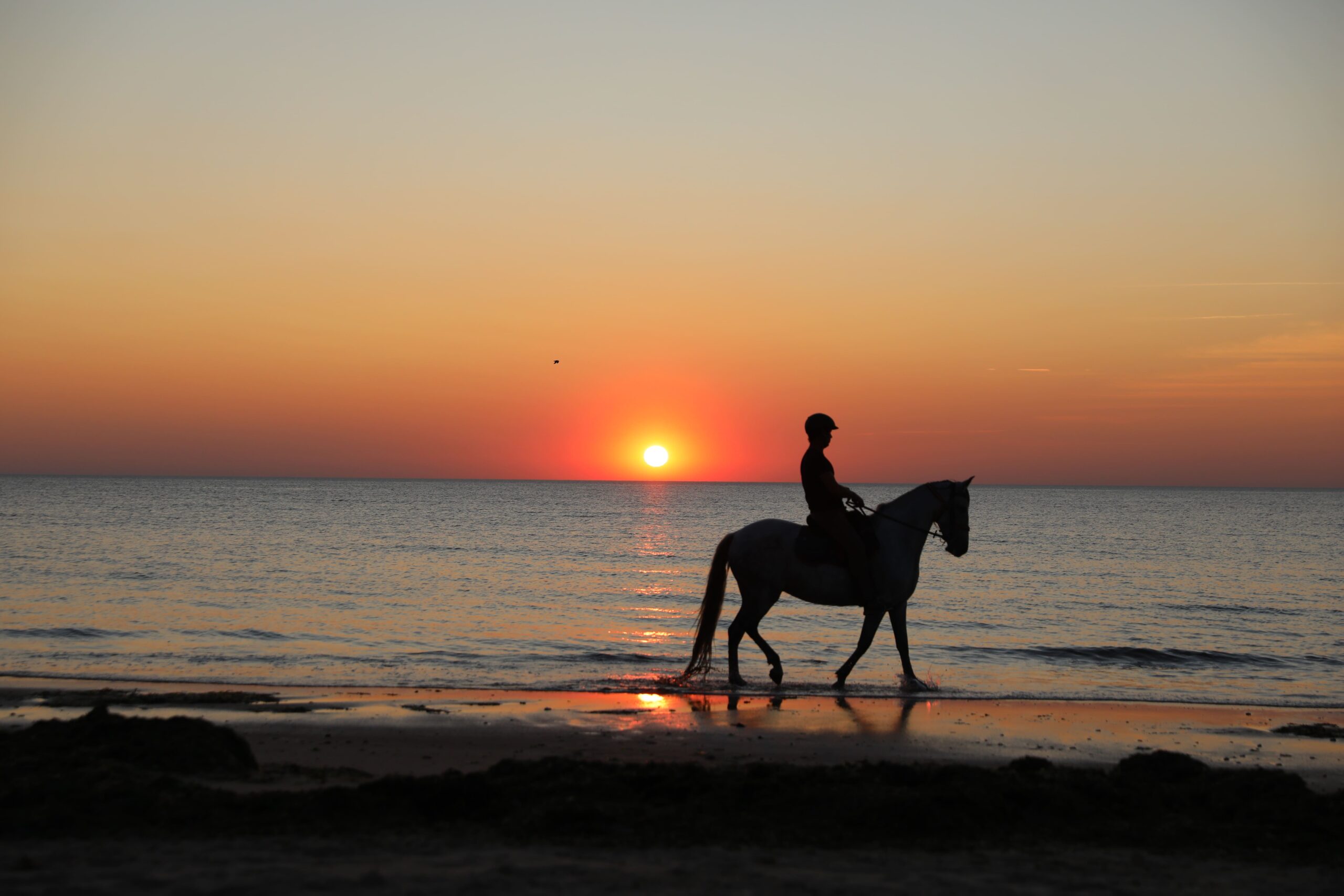 cheval coucher de soleil